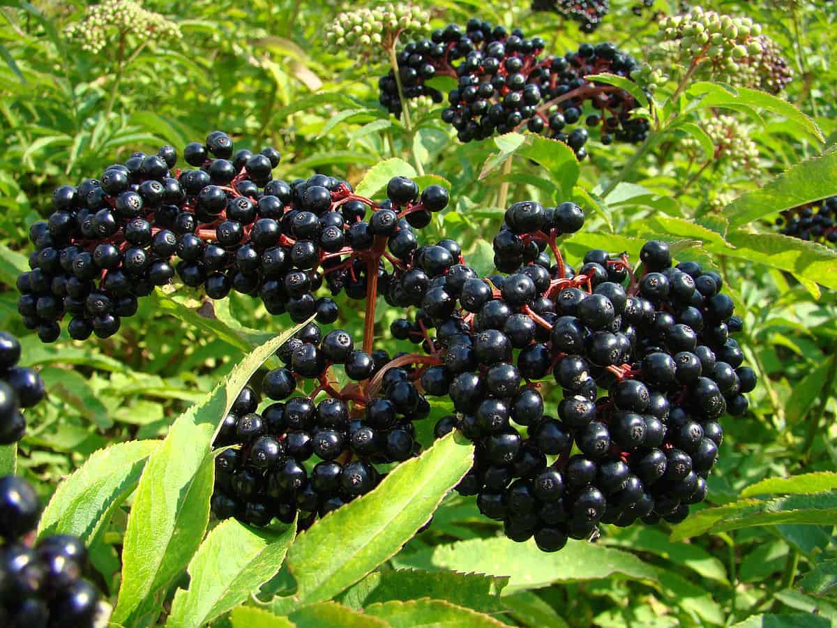 1200px Sambucus berries