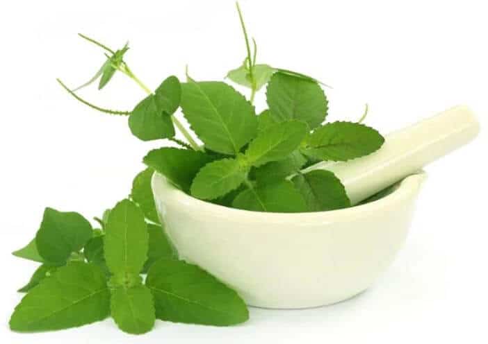 benefits tulsi