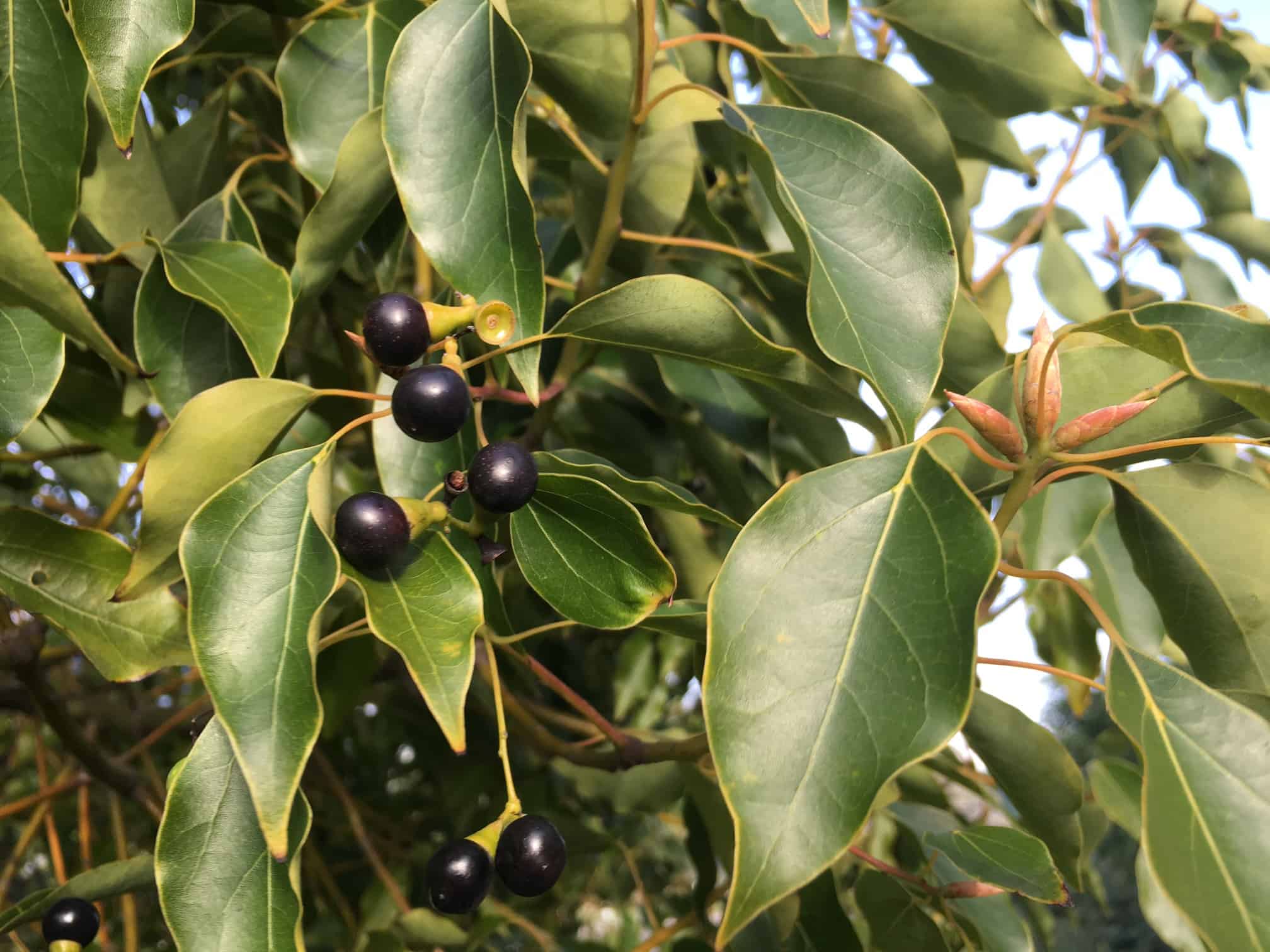 Camphor Laurel