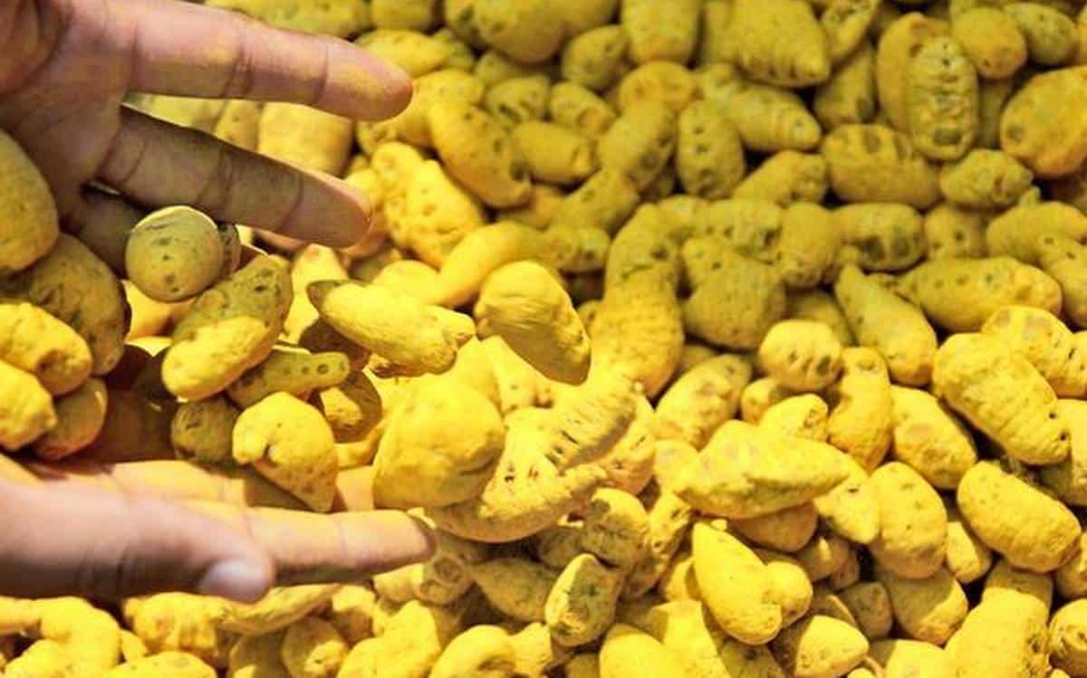 ER20TURMERIC