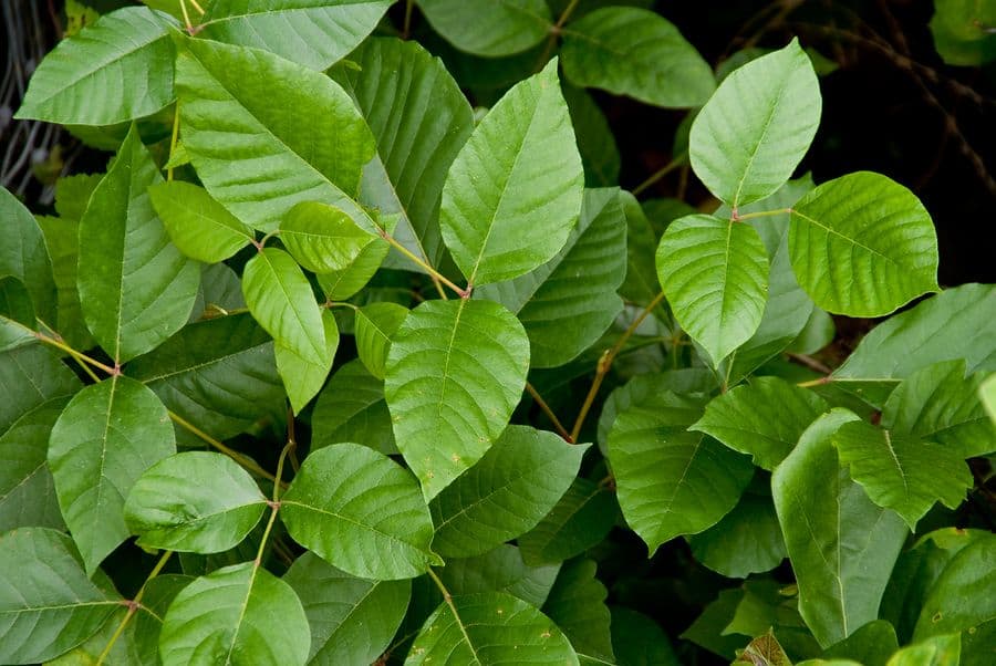 Poison Ivy