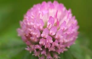 red clover 300x193 1