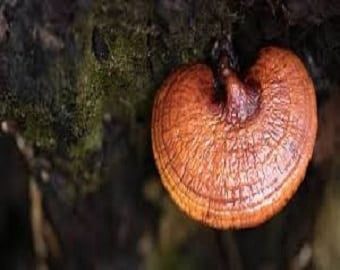 Reishi1