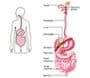 about digestive disorders