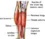 about muscle cramp