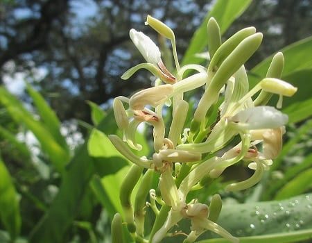 Alpinia galanga 450x350