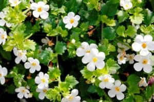 Bacopa cropped 300x199 1