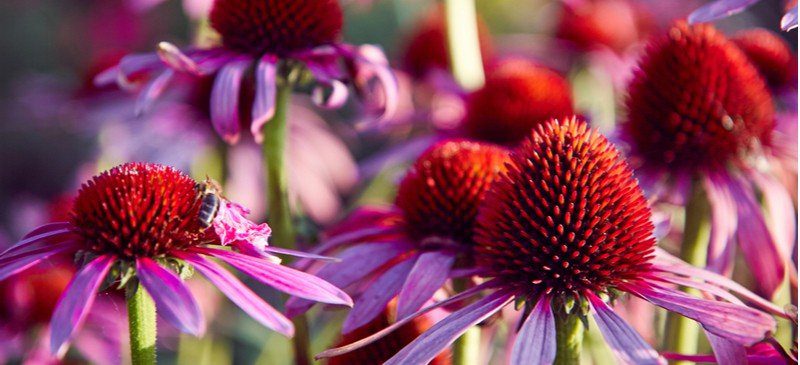 Echinacea header