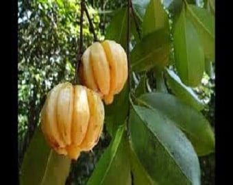 Garcinia1 1
