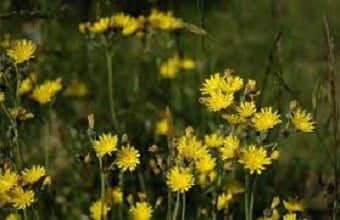 Hawkweed1