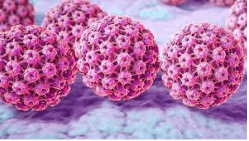 HPV 33