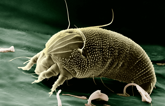 kill dust mites with tile steam cleaner