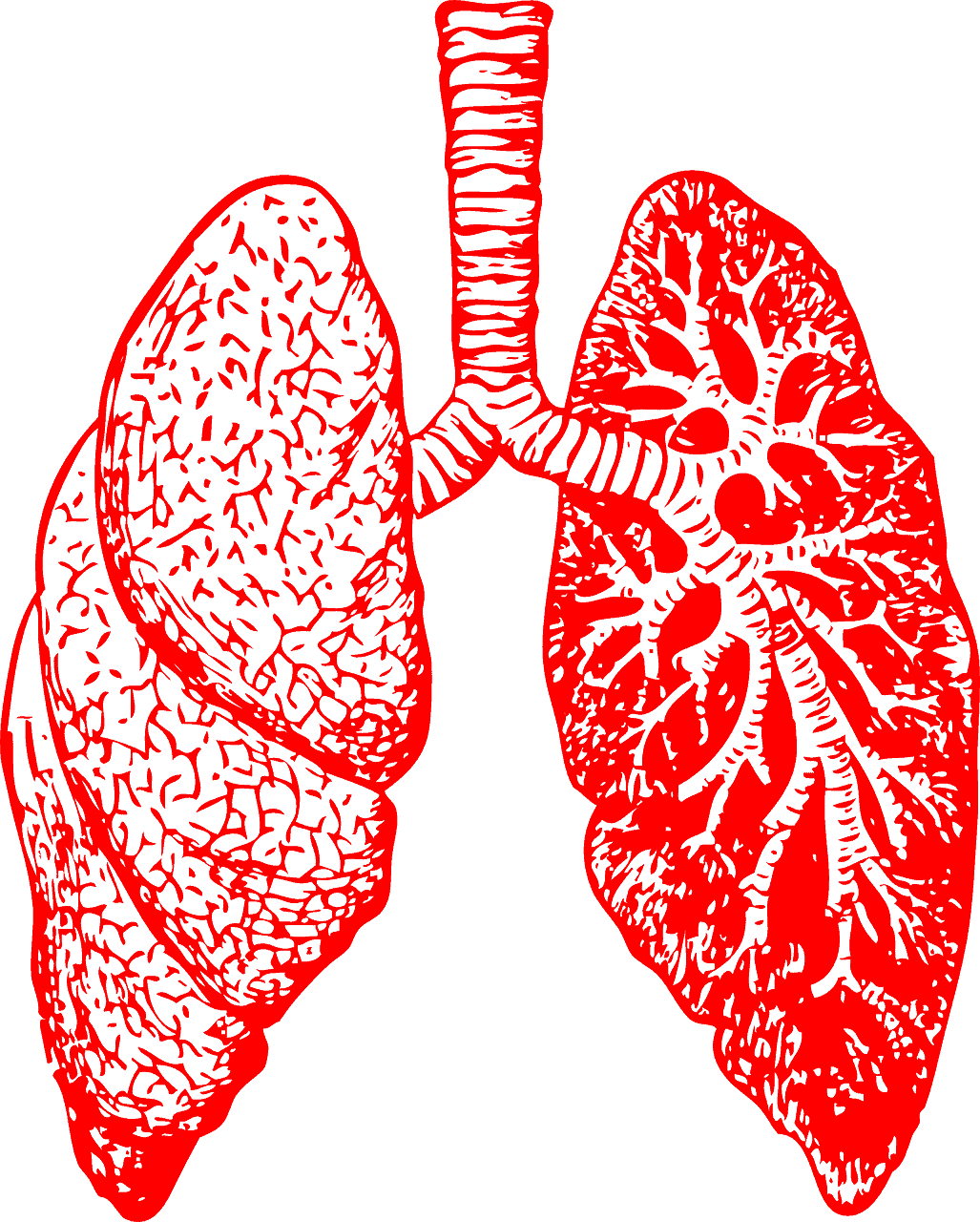 lungs 297492 1280