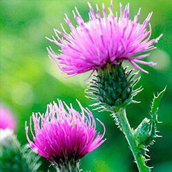 milk thistle 1