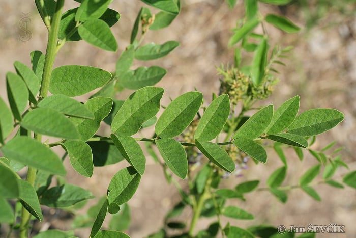 mulethi leaves1