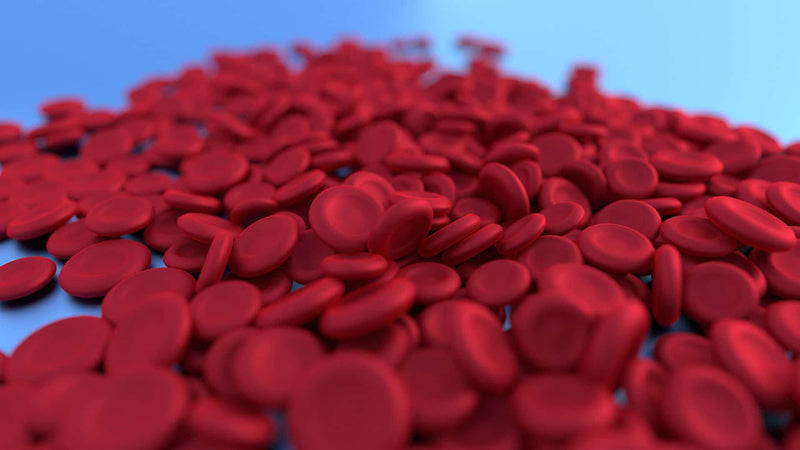 red blood cell 4807214 1920
