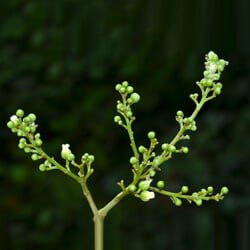 Sapindus laurifolia Vahl