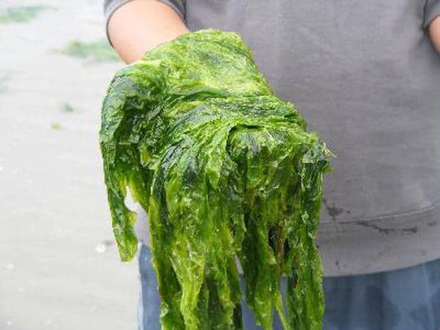 Spirulina main