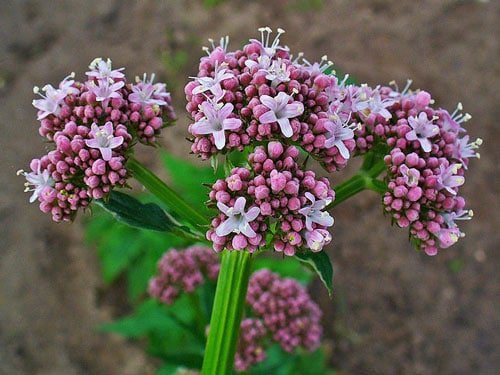 valerian officinalis